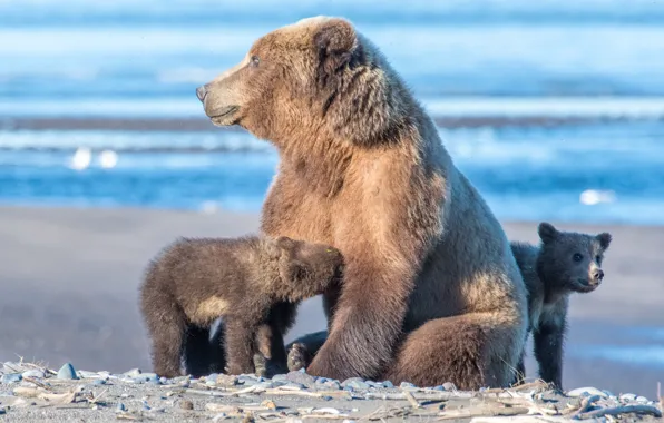 Animals, nature, lake, predators, bears, Alaska, bears, bear