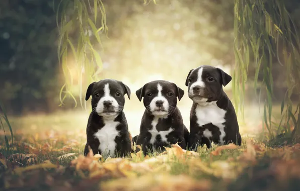 Dogs, branches, puppies, trio, Trinity, American Staffordshire Terrier