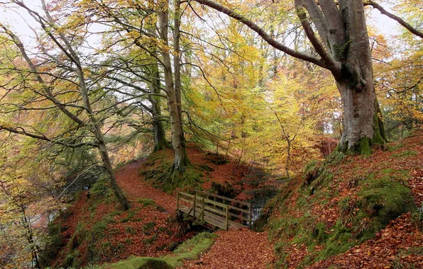 Autumn, forest, trees, bridge