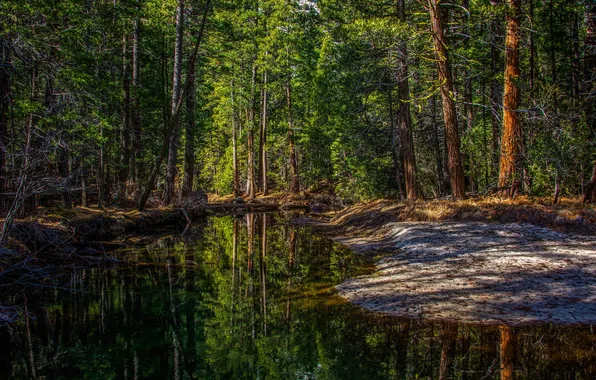 Forest, trees, nature, river