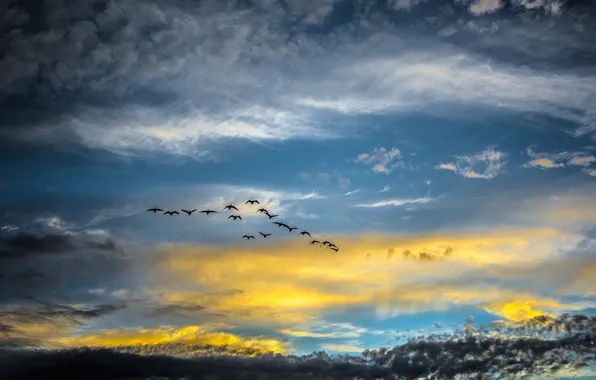 Picture the sky, birds, nature