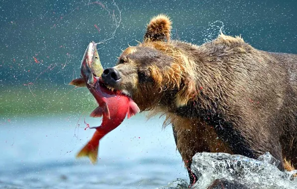 Wallpaper, bear, animal, Catching-Fish