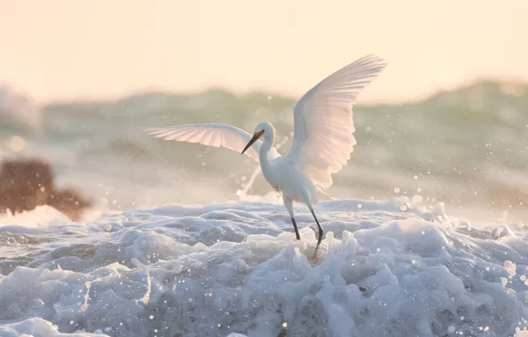 Foam, water, bird, wings, White American egret