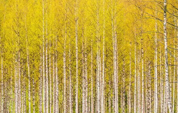 Picture autumn, birch, grove