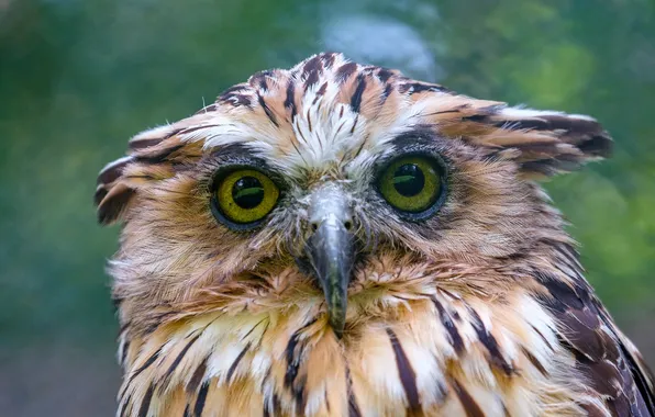 Animals, bird, Indian-Eagle-Owl-