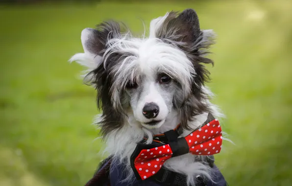 Picture look, face, butterfly, portrait, dog, Chinese crested dog