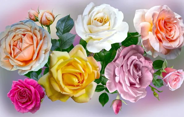 Graphics, flowers, rose