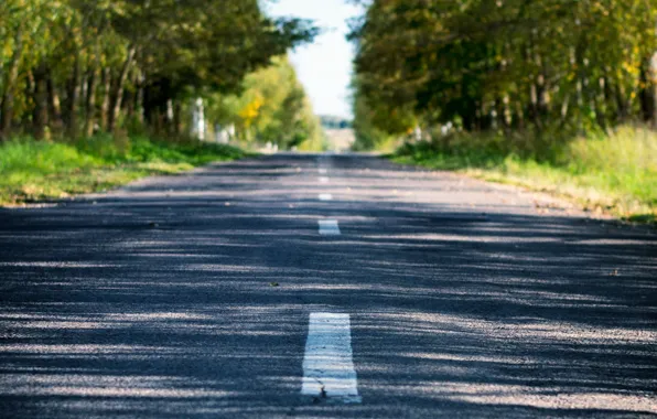 Picture road, forest, summer