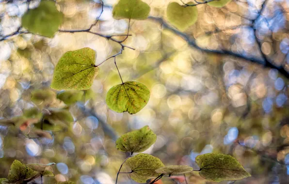 Picture leaves, branches, nature