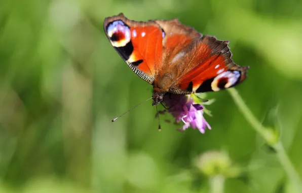 Flower, macro, butterfly, green background, bokeh, Emperor moth