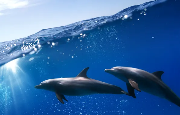 Picture sea, the sky, the sun, dolphins, under water