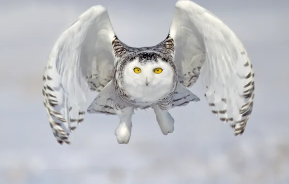Owl, bird, flight, snowy owl, white owl