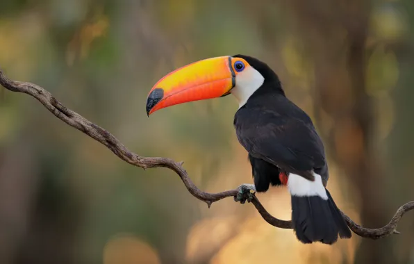 Background, bird, branch, Toucan, bokeh