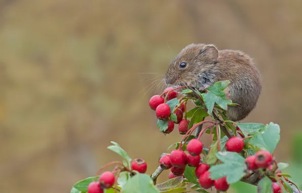 Macro, berries, branch, mouse, rodent, hawthorn, Bank vole