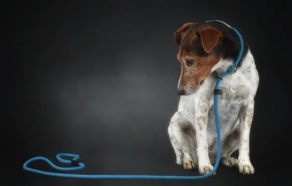 Background, each, dog