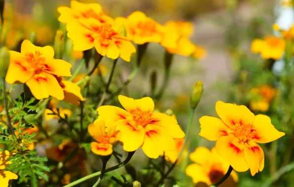 Autumn, flowers, yellow, marigolds, shirokoformatnye
