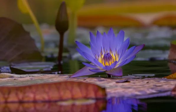 Flower, leaves, pond, Lily, pond, lilac, bokeh, Nymphaeum
