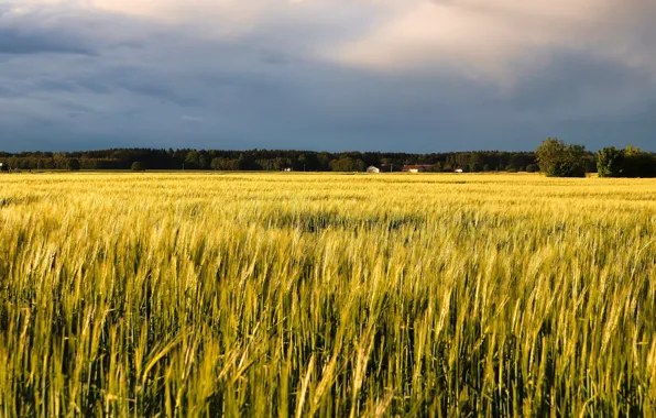 Field, rye, village, space, houses, ears, cereals, rye field