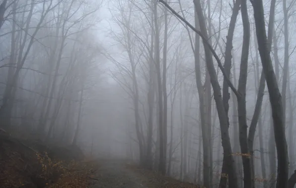 Autumn, forest, fog, track, forest, Autumn, fog, path