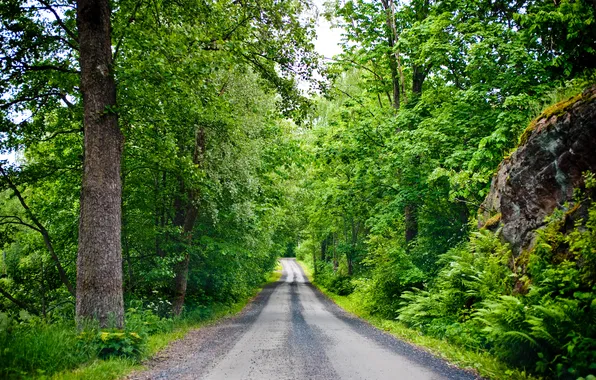 Road, forest, summer, leaves, trees, stones, Finland, road in the forest