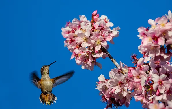 The sky, flowers, tree, bird, spring, Hummingbird, flowers