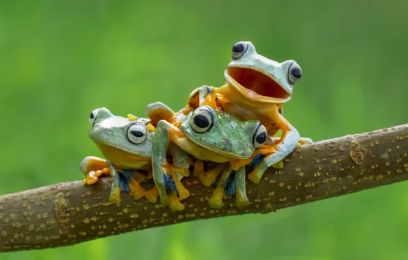 Picture branch, frogs, wood