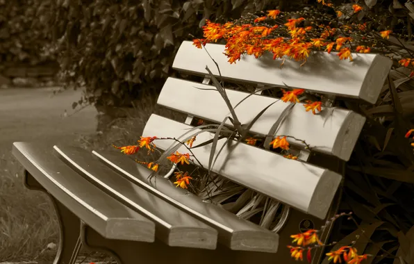 Picture park, flowers, bench, sepia
