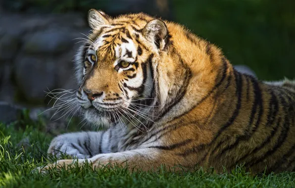 Picture cat, summer, grass, tiger, Amur, ©Tambako The Jaguar