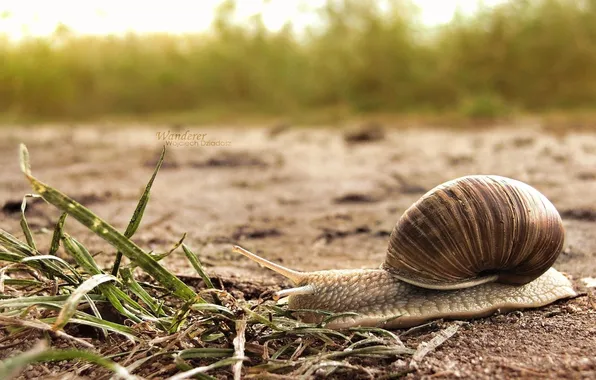 Picture grass, earth, Snail, crawling