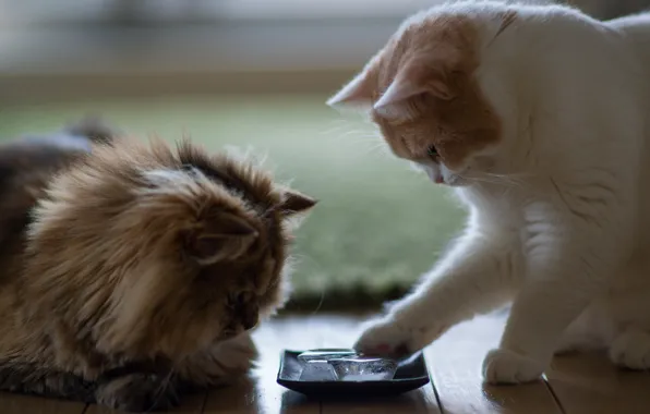 Picture ice, cats, house, bowl, Daisy, Ben Torode, Hannah, Benjamin Torode