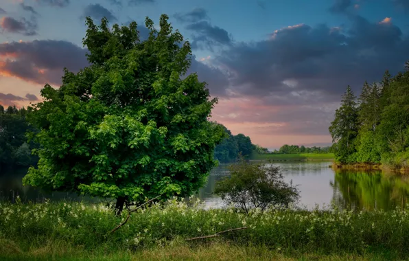 Picture forest, grass, trees, shore, pond