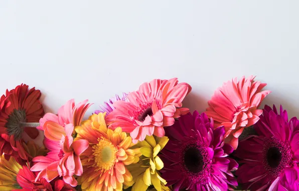 Flowers, colorful, gerbera, pink, flowers, spring, gerbera