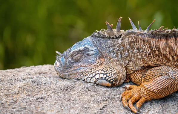 Animals, lizard, iguana, reptiles