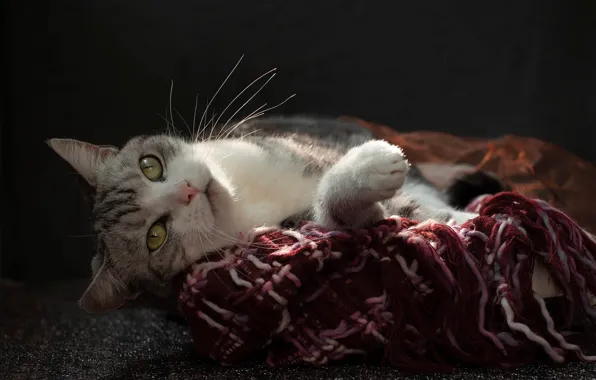 Cat, cat, look, light, pose, fabric, lies, face