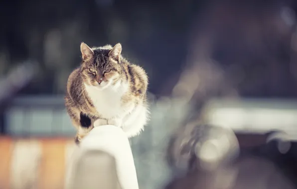 Cat, cat, bokeh