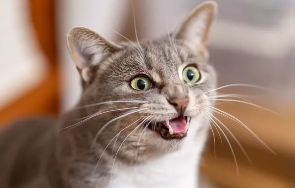Language, cat, cat, face, grey, portrait, the expression, meows