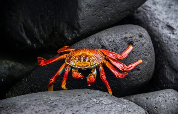 Picture red, the dark background, stones, shore, crab, crab, claws
