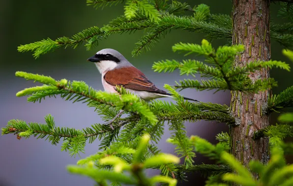 Picture bird, bokeh, pine branches, Lazhansky Rufat, An ordinary crook