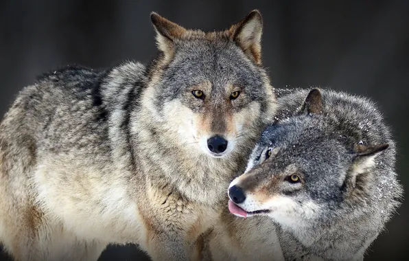 Picture animals, wolves, look, wildlife