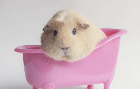Background, pink, bath, Guinea pig