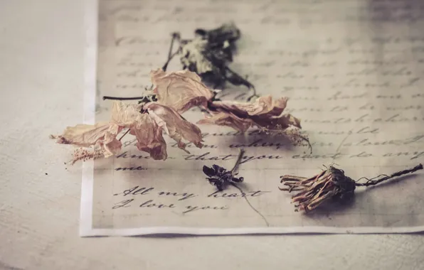 Letter, flowers, background