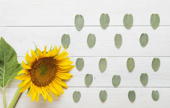 Flower, background, sunflower, leaves