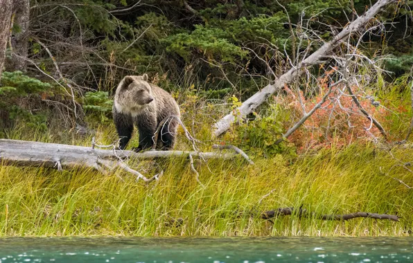Autumn, forest, branches, nature, shore, bear, bear, log