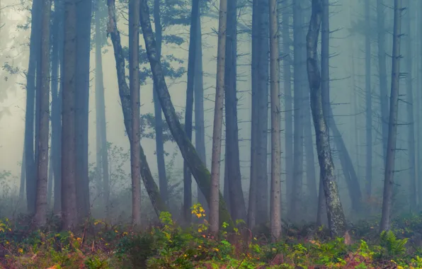 Forest, trees, nature, fog