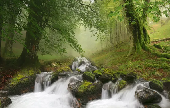 Picture forest, landscape, nature, fog, stream, stones, waterfall