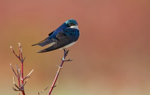 Branches, background, bird, swallow