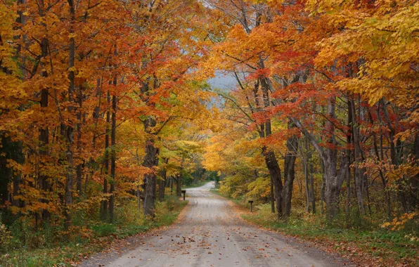 Road, trees, autumn, leaves, branches, season, countryside, fall