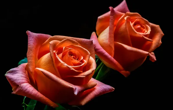 Picture paint, roses, petals, buds