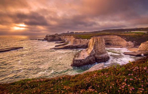 Picture sea, the sky, clouds, flowers, stones, rocks, dawn, bird