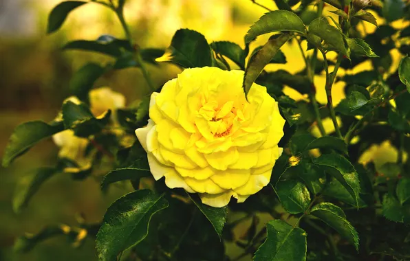 Flower, leaves, branches, rose, garden, yellow, lush